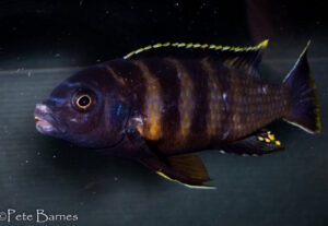 Gephyrochromis sp. 'sand'